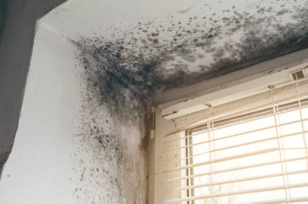 Affordable Commercial Mold Remediation solutions in Martinsville, NJ